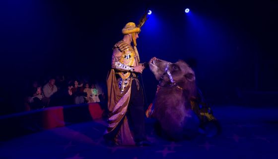 Цирк «Феникс». Шоу «Восточная сказка в новогоднюю ночь»