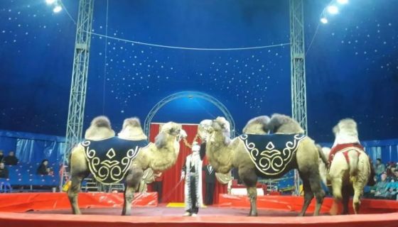 Ростовский Цирк-Шапито «Арена Макао»